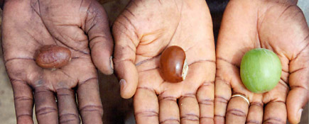 Shea Frucht und Nuss Shea Frucht und Nuss
