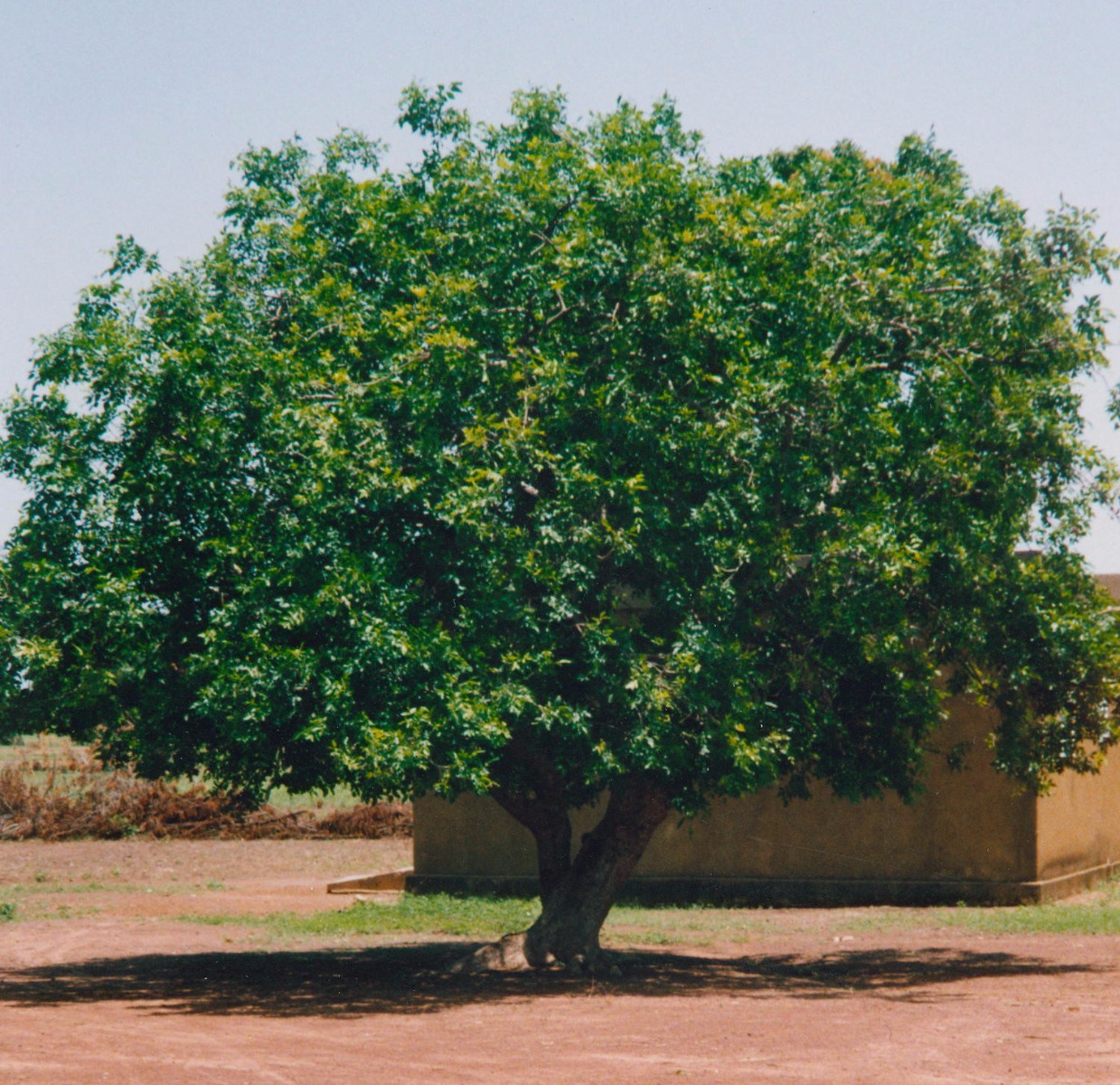 der Shea Baum der Shea Baum